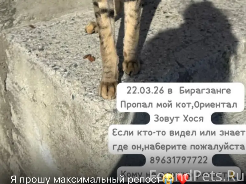 Пропал ориентальный кот, без указания места