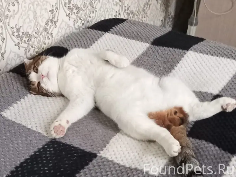 Пропал кот, район Свободы, улица Средняя