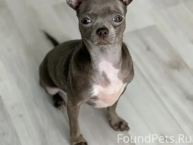 Пропала собака