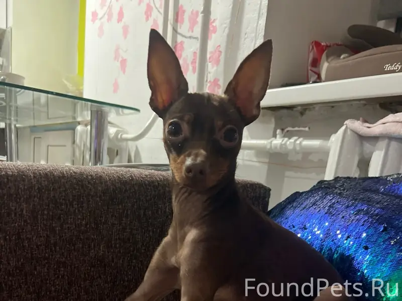 Пропал пёс Гай, ул. Торговая 12