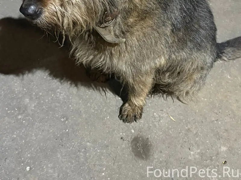 Найден пес, Проспект Текстильщиков