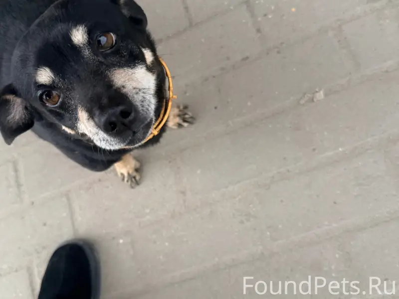 Найден пёс, район пятерочки