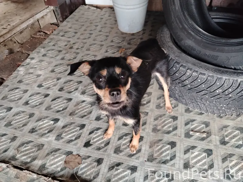 Найден щенок, маленькая порода, ул. Смоленская