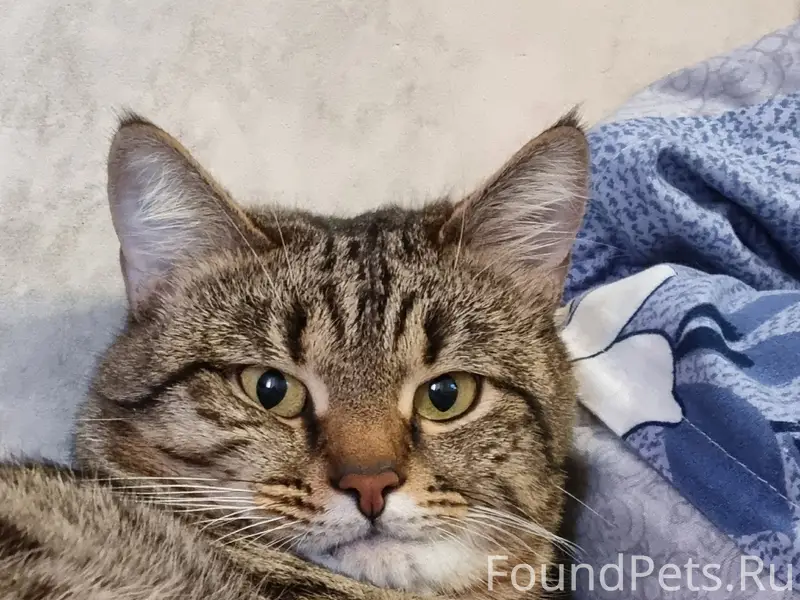 Пропал кот, район Дружбы