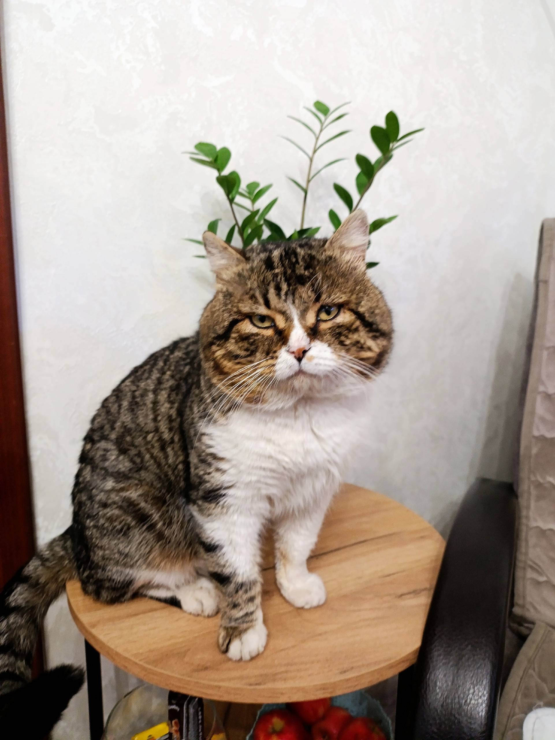 Пропал кот, район Первомайки