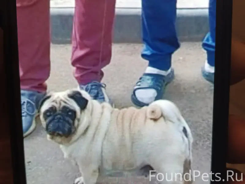 Пропала собака Фрося, Улица Станислава Милевского