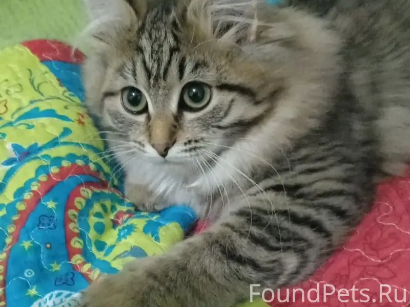 Пропала кошка Лова, г. Полевской