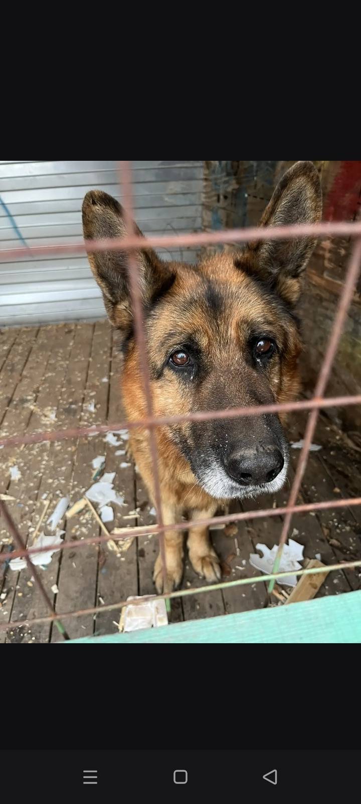 Найден немецкая овчарка, д. Негоново