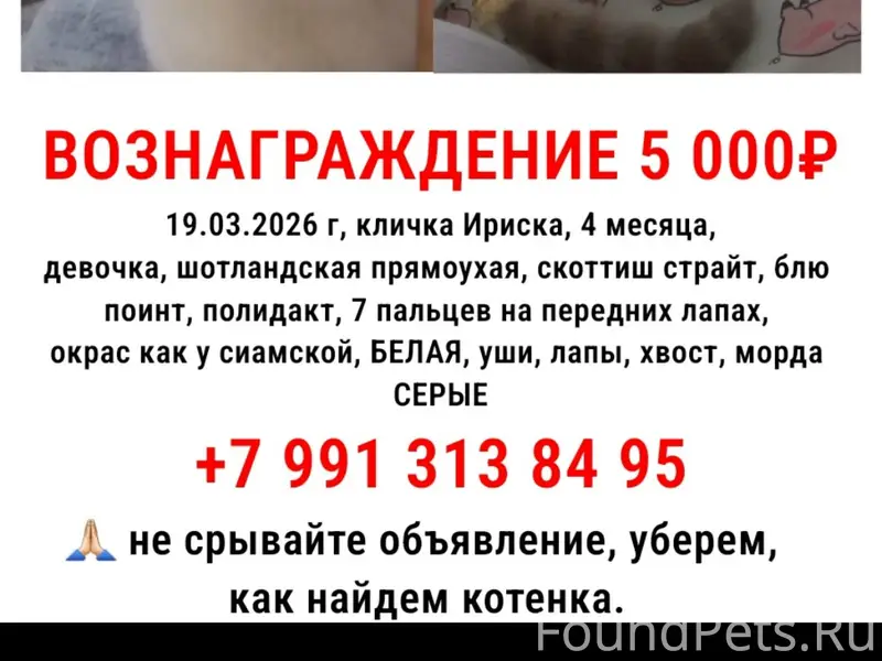 Пропала кошка Ириска (Слойка), Большие Дворы