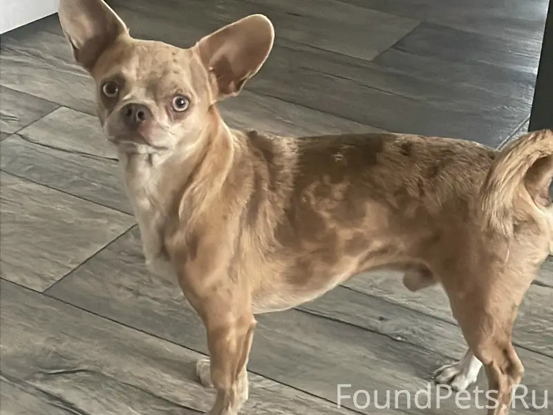 Пропала собака, 1 Увекский проезд