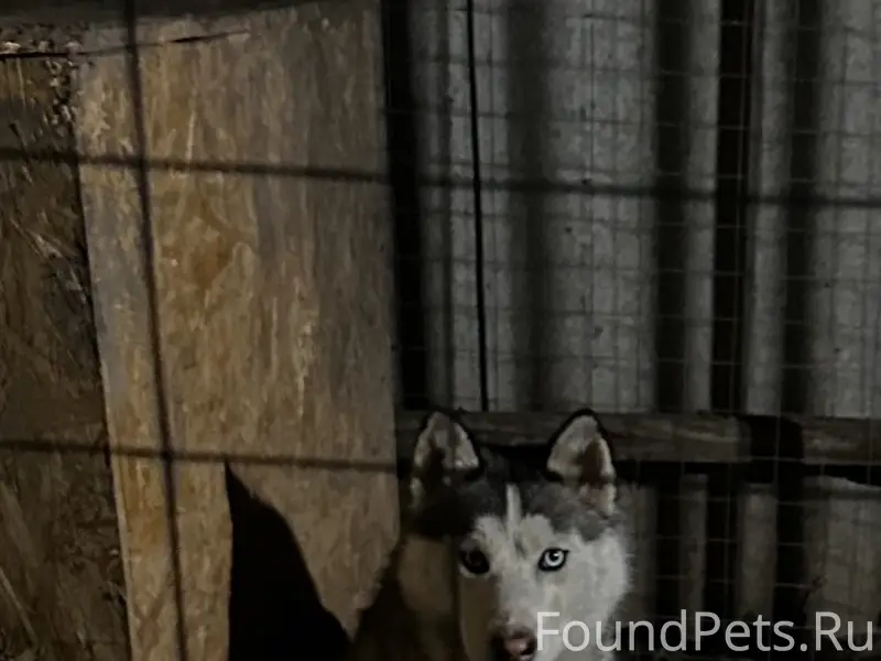 Пропал пёс Микки, голубые глаза