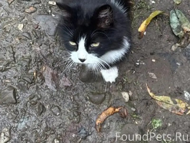 Пропали кошки, пересечение Лысова и Некрасова