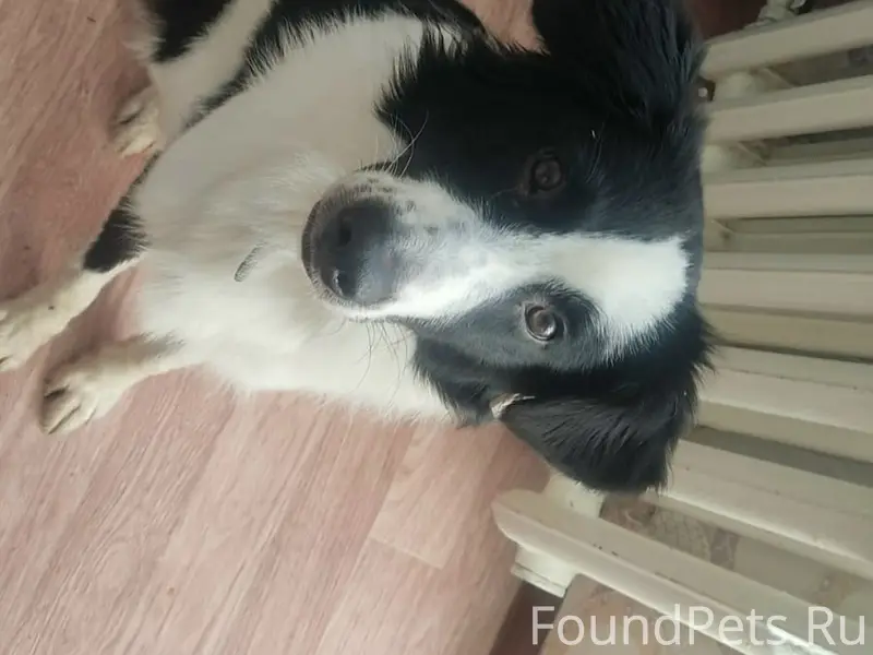 Пропал пёс Снупи, Левый берег