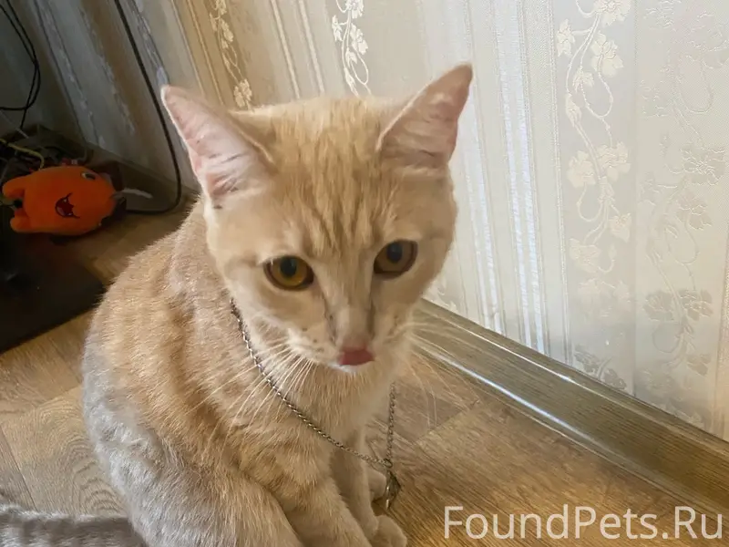 Пропал котик Люцик, Усти-на-Лабе