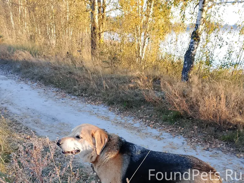Пропал Русская гончая, Черноголовка - Макарово