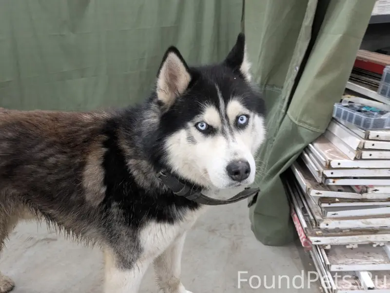 Найден кобель, Ясная поляна