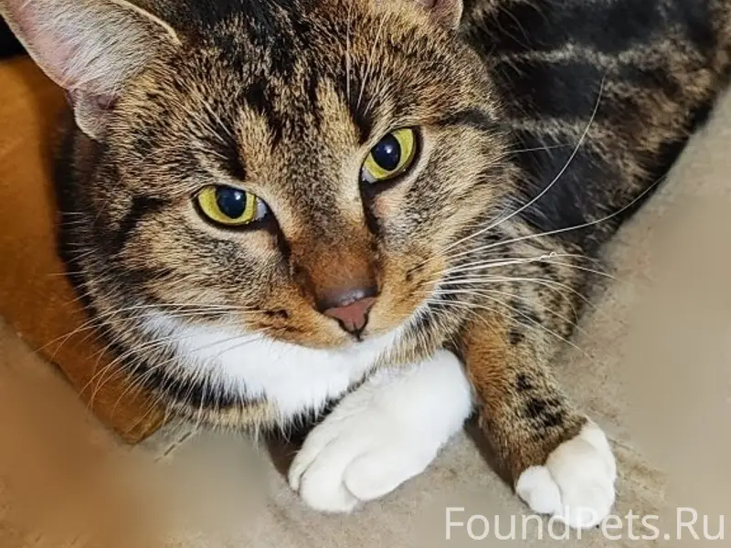 Пропал кот, Раменское, ул. Крымская