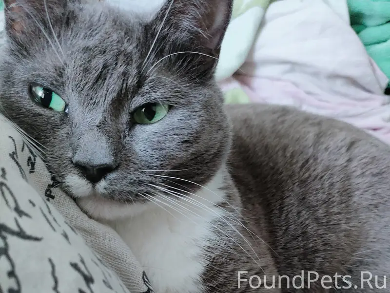 Пропала кошка Маркиза, 1 мкр 8