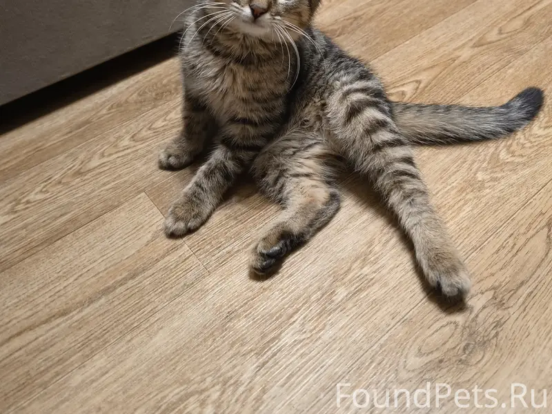 Пропал котёнок, центр города