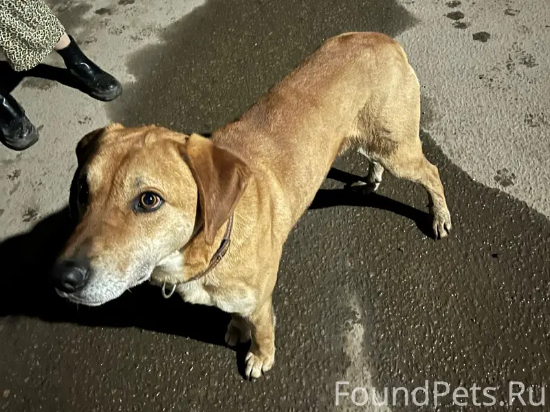 Найден тип собака, Верхняя Стрекаловка, Косая Гора