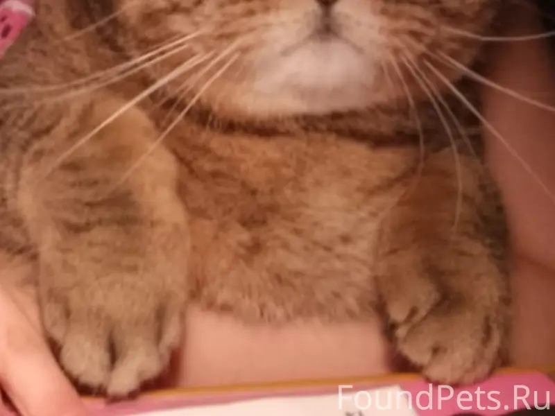 Пропал британец Кузя, пгт Знаменка