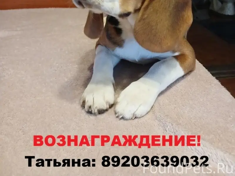 Пропала девочка бигль Дуня, Иваново