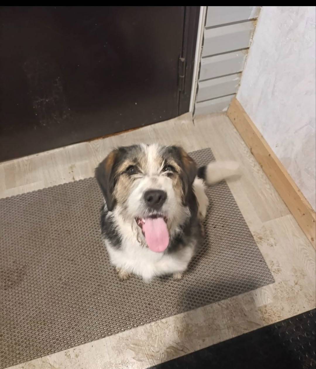 Найден пёс, [без клички], Пятницкое шоссе