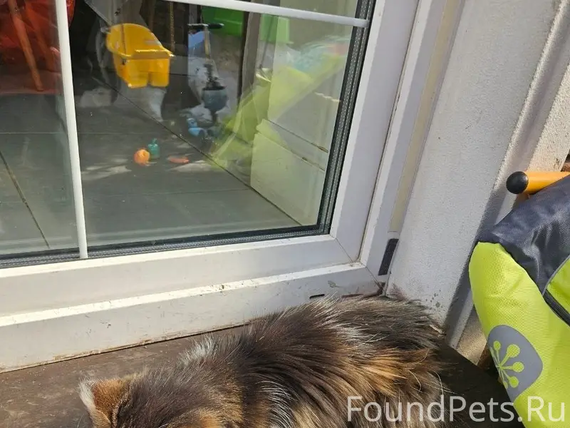 Найдена кошка, ДНП Зелёная усадьба