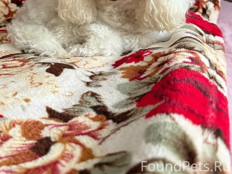 Пропал той-пудель Джастин, белого цвета