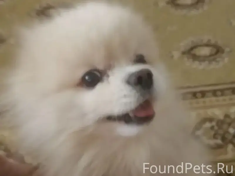 Найденна собака, улица Внуковская