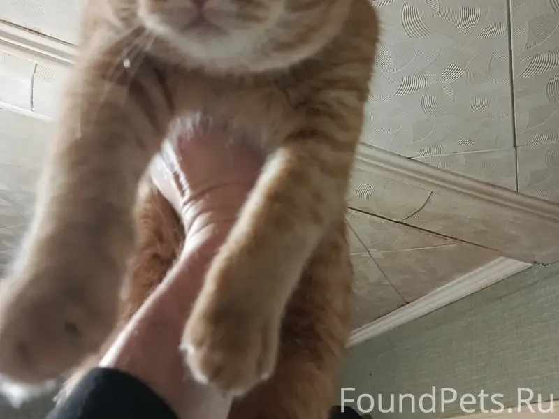 Пропал кот Кузя, Заречка