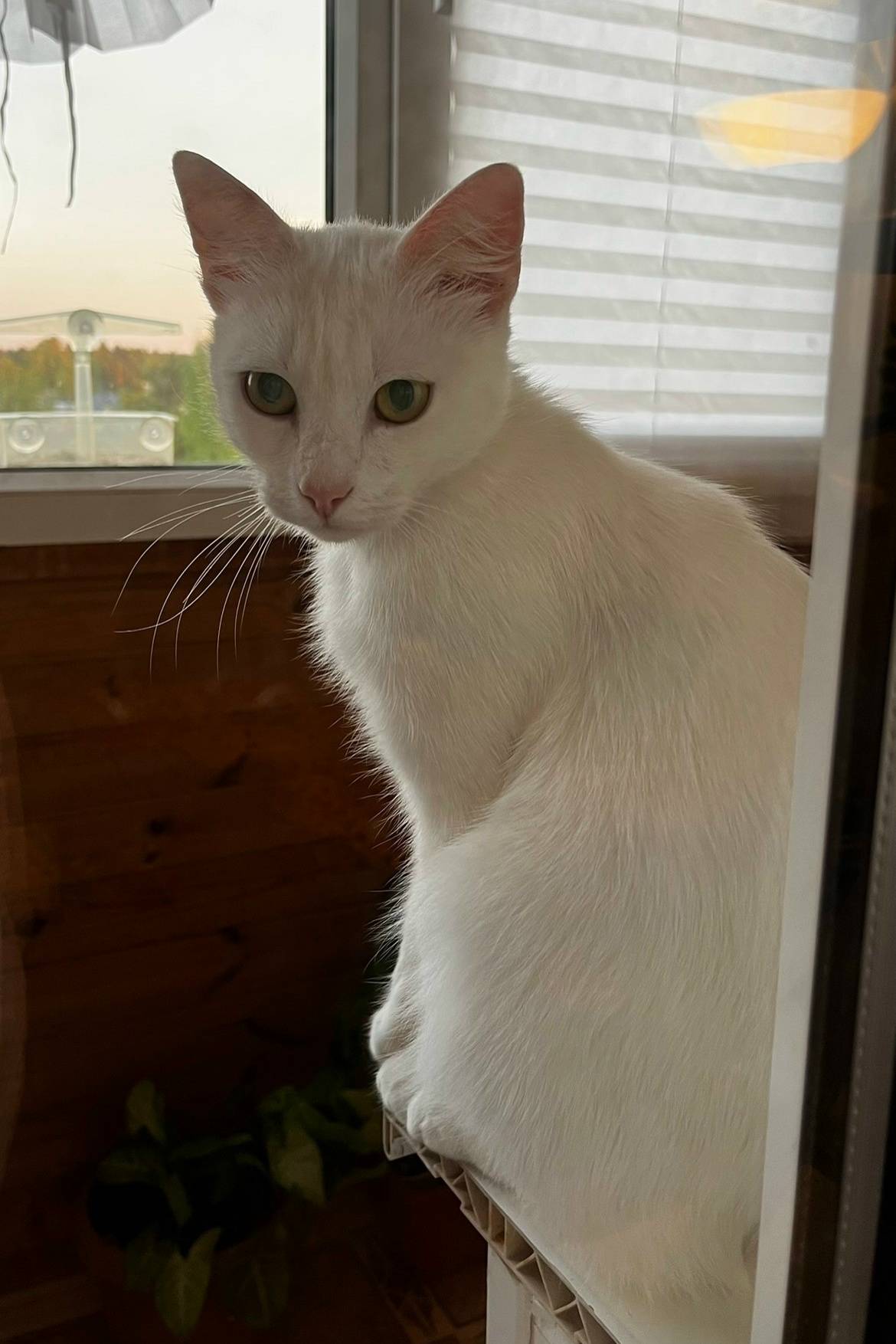 Пропал кот, белый с укороченным хвостиком, Песчанка