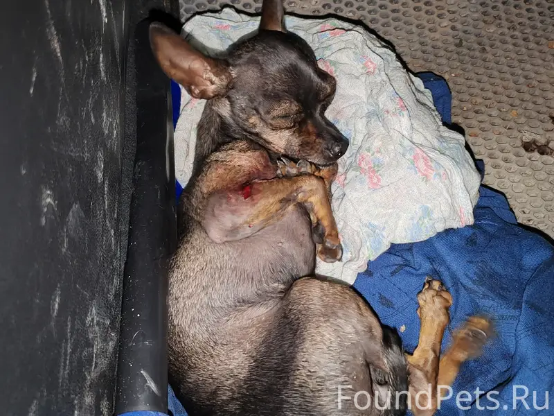 Найден тип собака, перекрёсток Тульская и Республики