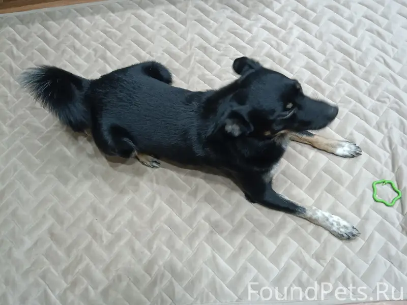 Пропал Кубик, район тц «Победа»