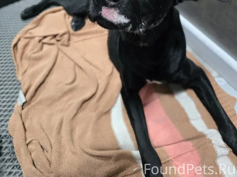 Найдена Черная собака (молодая)
