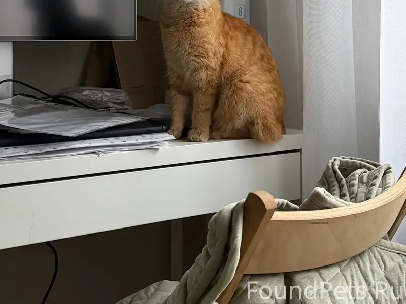 Найдена кошка, ЖК Новоорловский