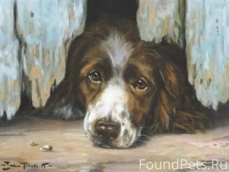 Найдена собака черно-бурой масти, Богоявленская волость