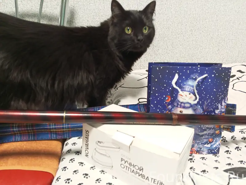 Пропал чёрный кот Йося, Великий Новгород