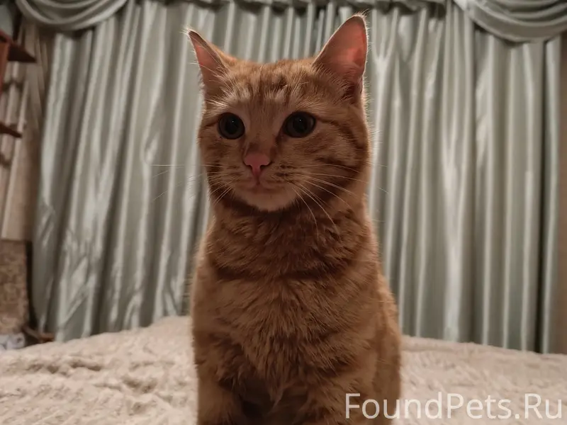 Найден кот, ранка на ушке