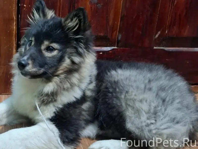 Пропала собака