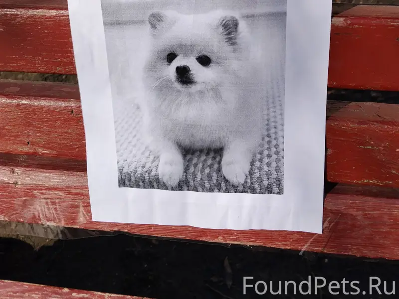 Пропала собака, Старгород