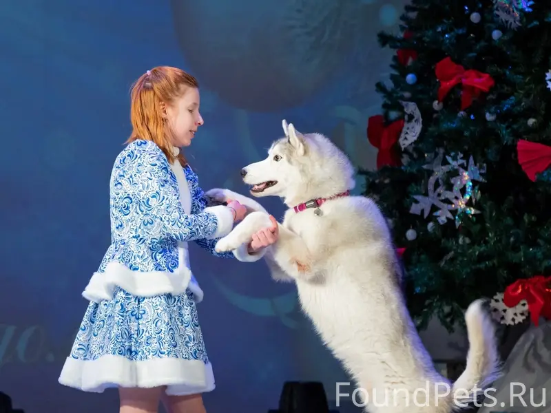 Пропал хаски, район Каскада