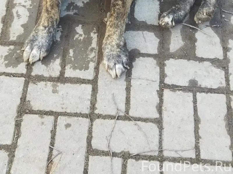 Пропала собака, видны следы ошейника, во дворе