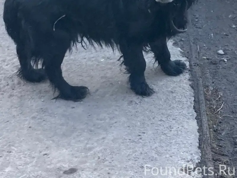 Пропала собака, район Багратиона