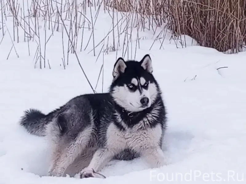 Найден пёс, с. Гагарино