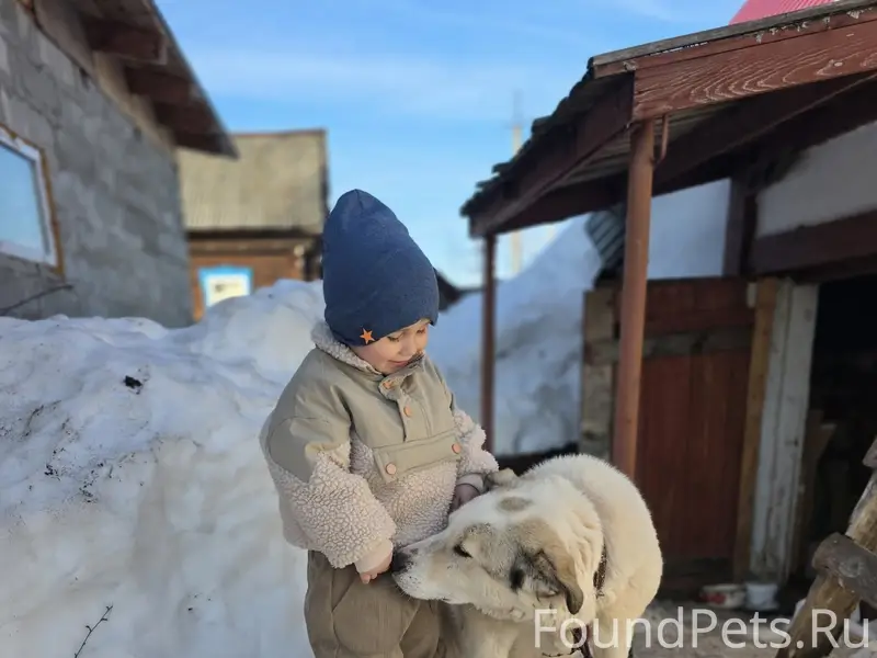 Пропала собака, без породы, без особых примет
