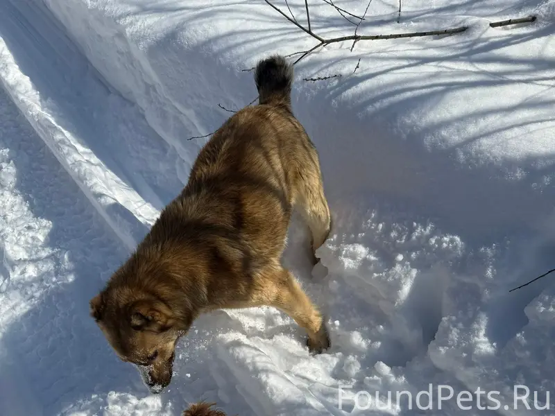 Пропал пес Рич