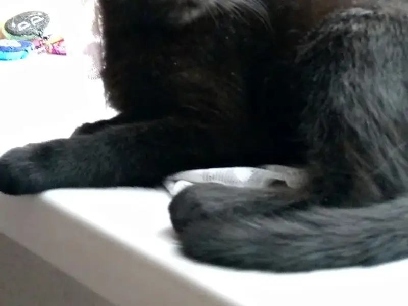 Найден черный котенок, Гранитный