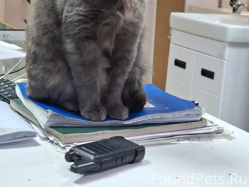 Пропала трёхцветная кошка Муся, Коммунистическая 68