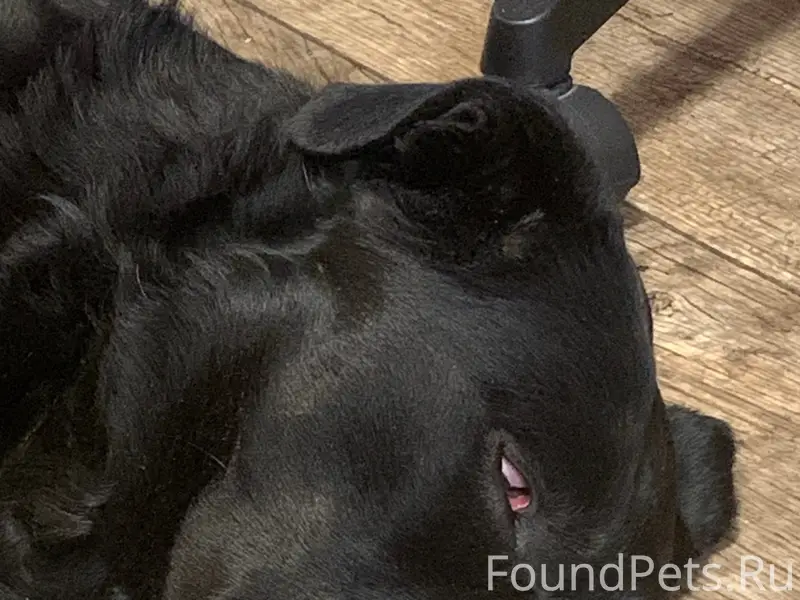 Найден чёрный лабрадор, мкр. Полет, г. Ногинск